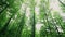 Long green trees in a forest in spring time