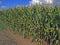 Long growing cornfield under the cloudy sky