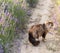 Long hair cat with yellow eyes and large tail