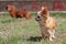 Long hair chihuahua dog.