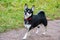 Long-hair chihuahua. Young energetic dog walks in the meadow.