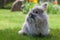 Long hair decorative gray rabbit