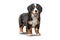 a long hair puppy Adorable Bernese Mountain dog isolated on white background. Generative ai