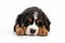 a long hair puppy Adorable Bernese Mountain dog sleepy isolated on white background. Generative ai