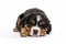 a long hair puppy Adorable Bernese Mountain dog sleepy isolated on white background. Generative ai