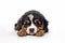 a long hair puppy Adorable Bernese Mountain dog sleepy isolated on white background. Generative ai