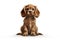 a long hair puppy Cocker Spaniel dog in front of a white background. Generative ai