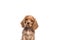 a long hair puppy Cocker Spaniel dog in front of a white background. Generative ai