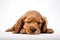 a long hair puppy Cocker Spaniel dog sleepy in front of a white background. Generative ai