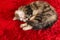 Long hair tabby cat sleeping curled up on red carpet