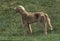 Long Hair Weimar Pointer Dog, Adult standing on Grass