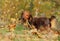 Long haired badger dog in autumn