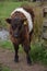 Long Haired Belted Galloway Calf with Shaggy Fur