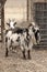 A long haired black and white female Nigerian Dwarf goat