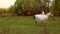 Long-haired bride in white dress is riding horse along forest