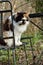 Long haired calico cat in garden