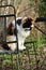 Long haired calico cat in garden