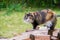 Long-Haired Calico House Cat Standing on Wood Pile