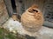 Long Haired Cat and Dried Flower Arrangement in Terracotta Urn, Greece