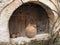 Long Haired Cat and Dried Flower Arrangement in Terracotta Urn, Greece