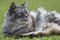 Long-haired cat laying on grass.