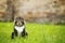 Long-haired cat sits in the grass