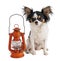 Long haired Chihuahua with a small orange oil lamp