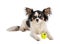 Long haired Chihuahua with yellow mini tennis ball