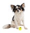 Long haired Chihuahua with yellow mini tennis ball