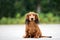 Long haired dachshund puppy posing outdoors