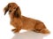 Long haired dachshund sitting