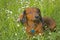 Long haired dachshund in wildflowers