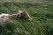 Long-haired dog lying on its back in a lush green field, its hind legs stretched out in front of it