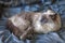 Long Haired Female Ragdoll Cat lounging  on a Blue Blanket