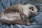 Long Haired Female Ragdoll Cat Sleeping  on a Blue Blanket