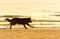 Long-haired German Shepherd dog running along beach