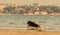 Long-haired German Shepherd dog running at city beach