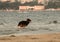 Long-haired German Shepherd playful dog running at  beach