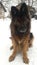 Long haired German shepherd sitting on snow with anxious look in his eyes