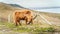 Long haired, ginger coloured Scottish Highland cattle