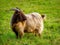 Long-Haired Golden Brown Pygmy Goat