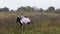 Long-haired horsewoman in wedding dress riding galloping horse along field