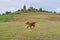 Long haired labrador running on the grass