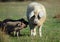 Long-haired Mangalitsa  pig with pigs