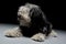 Long haired mixed breed dog in a dark studio