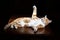 Long-Haired Orange Cat Lying Down on Isolated black background