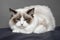 Long-haired ragdoll cat with blue eyes on set in studio. Pedigreed cats. Exhibition condition. Pet care products. Maintenance and