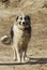 Long-haired shaggy dog of gray and black colors