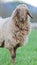 Long haired sheep portrait