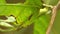 Long-haired silkworm caterpillar on eaten leaf